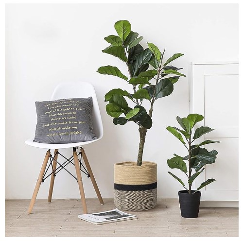 Indoor Plant Display