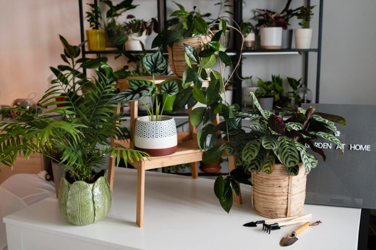 Home Decor Ideas With Monstera Plants