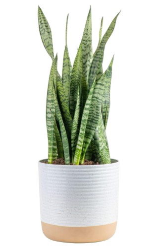Snake plants